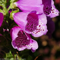 Buy canvas prints of Foxglove flower by Tom Curtis