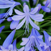 Buy canvas prints of Agapanthus flowers by Tom Curtis