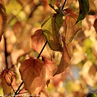 Buy canvas prints of Autumn Leaves by Tom Curtis