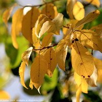 Buy canvas prints of Yellow leaves in Autumn by Tom Curtis