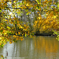 Buy canvas prints of Autumn Leaves surrounding a Lake by Tom Curtis
