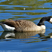 Buy canvas prints of Canada Goose with reflection by Tom Curtis