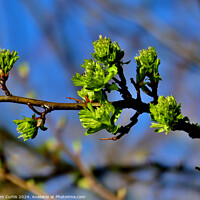 Buy canvas prints of Buds on Hawthorn Bush by Tom Curtis