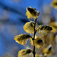 Buy canvas prints of Pussy Willow by Tom Curtis