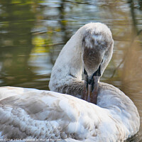 Buy canvas prints of Cygnet in the water by Tom Curtis