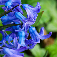 Buy canvas prints of Hyacinth Blue by Tom Curtis