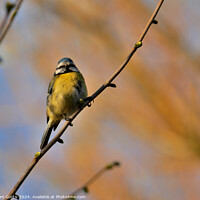 Buy canvas prints of Blue Tit perched in a Tree by Tom Curtis