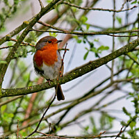Buy canvas prints of Robin  by Tom Curtis