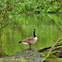 Canada Goose on Island in Lake