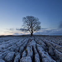 Buy canvas prints of Malham Lone Tree by Colin Jarvis
