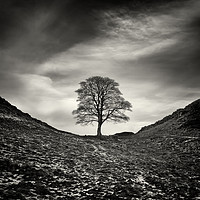 Buy canvas prints of Sycamore Gap, Hadrian's Wall by Colin Jarvis
