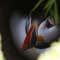 Buy canvas prints of Cute Puffin in Burrow by Paul Smith