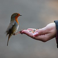Buy canvas prints of A Bird In The Hand by Paul Smith