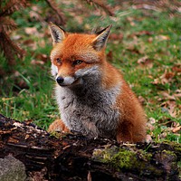 Buy canvas prints of Mr Fox Smiling for the camera by Paul Smith