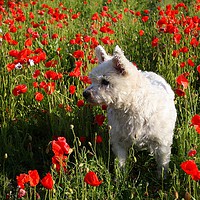 Buy canvas prints of Puppy in the Poppies by Paul Smith