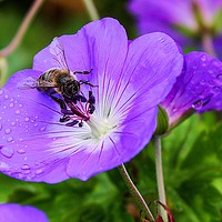 Buy canvas prints of A Busy Bee by Paul Smith