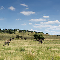 Buy canvas prints of South Africa giraffes by Daniel Udale