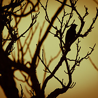 Buy canvas prints of Bird In Tree Silhouette by Craig Bennett