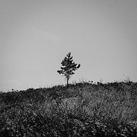 Buy canvas prints of Lonely Tree by Craig Bennett