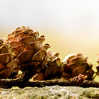 Buy canvas prints of Resting Pine Cones by Craig Bennett