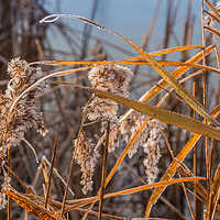 Buy canvas prints of Frozen Reeds by Ann Mitchell
