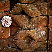 Buy canvas prints of Flower Among the Bricks by Ann Mitchell