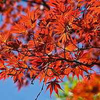 Buy canvas prints of Japanese Red Maple by Ann Mitchell