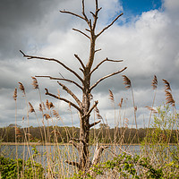 Buy canvas prints of Skeleton Tree Rollesby Broad Norfolk by Ann Mitchell