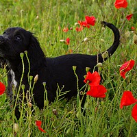 Buy canvas prints of Poppy Puppy  by Libby Harris