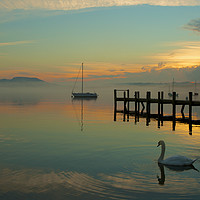 Buy canvas prints of lonely swan on windermere by martin pulling