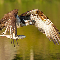 Buy canvas prints of Osprey with fish by martin pulling
