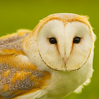 Buy canvas prints of Barn Owl by martin pulling