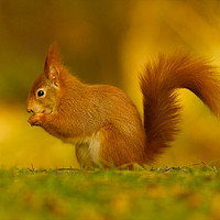 Buy canvas prints of Red Squirrel on Anglesey by martin pulling