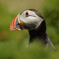Buy canvas prints of In the eye of the Puffin by martin pulling
