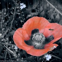 Buy canvas prints of Red Poppy & A Hover Fly by john hartley