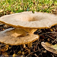 Buy canvas prints of Funnel Cap Fungi by john hartley