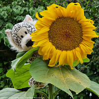 Buy canvas prints of Sunflower and a cuddly toy by john hartley