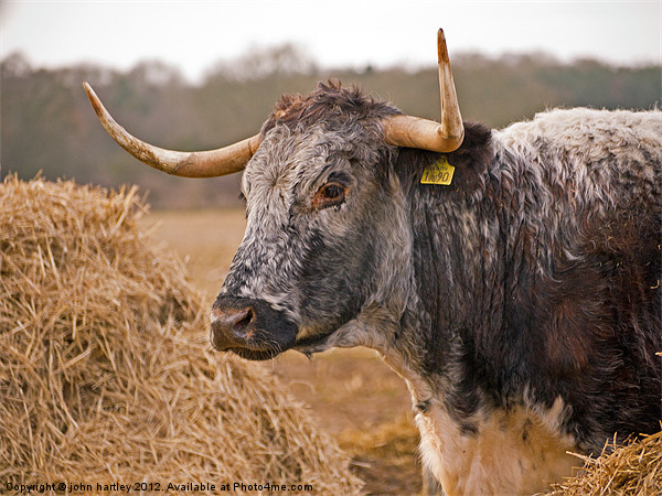 Long Horn Cattle in Norfolk Framed Mounted Print by john hartley