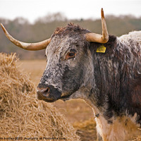 Buy canvas prints of Long Horn Cattle in Norfolk by john hartley