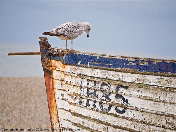"Curiosity!" Herring Gull on a derelict fishing bo Framed Mounted Print by john hartley