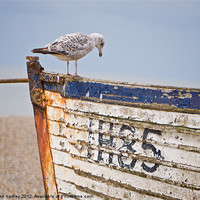Buy canvas prints of "Curiosity!" Herring Gull on a derelict fishing bo by john hartley