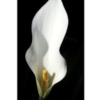Buy canvas prints of Pure White Calla Lily - Black Background by john hartley