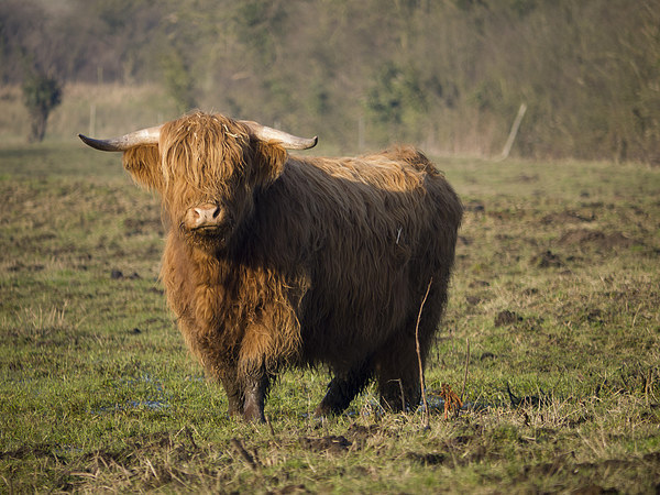 Highlander - Highland Cattle Breed Bull #2 Picture Canvas Wall Art in ...