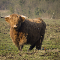 Buy canvas prints of Highlander - Highland Cattle Breed Bull #2 by john hartley