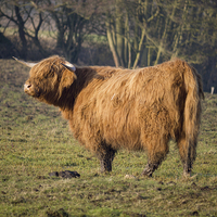 Buy canvas prints of Highland Cattle in a grassy field #3 by john hartley