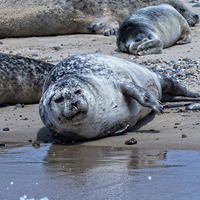 Buy canvas prints of  Grey Seal on Blakeney Point Norfolk by john hartley