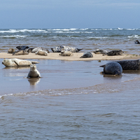 Buy canvas prints of  Seals basking at Blakeney Point in North Norfolk by john hartley