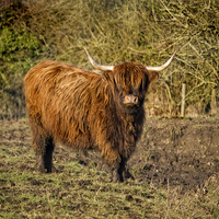 Buy canvas prints of Highland Cattle with Muddy feet #1 by john hartley