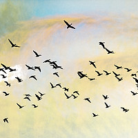 Buy canvas prints of Pink Foot Geese in flight - photo art composite im by john hartley