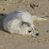 Buy canvas prints of Where's my Mum? Tiny Baby Seal on Horsey Beach Nor by john hartley